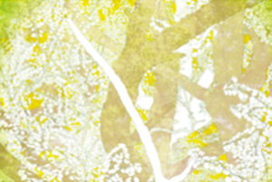 大カツラ-ハート